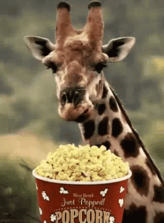 giraff eating pop corn.gif