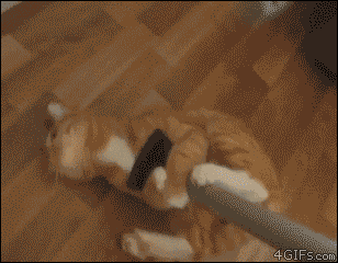 cat mop.gif