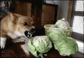dog hates cauliflower.gif